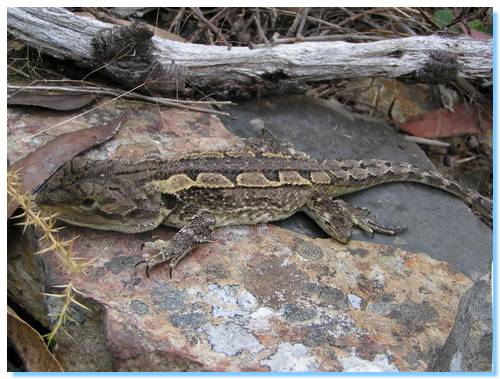 Tympanocryptis diemensis - Mountain Dragon