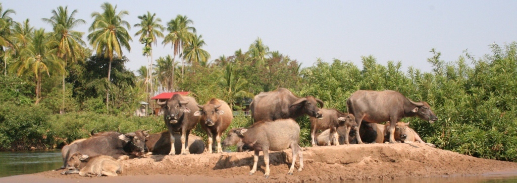 Water Buffalo, Mekong River