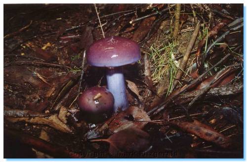 Purple toadstools!