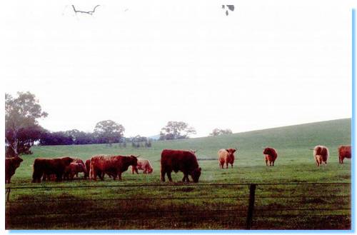 Highland cattle