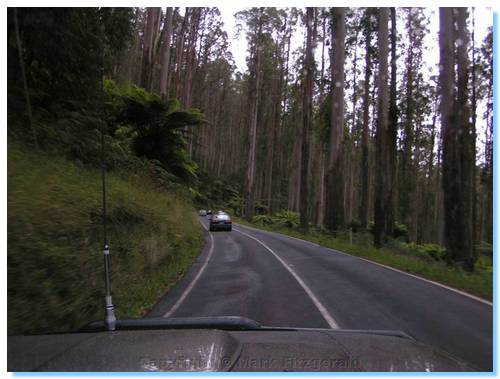 Winding through the Black Spur