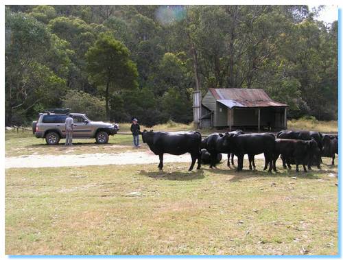 Cows relaxing at King Hut