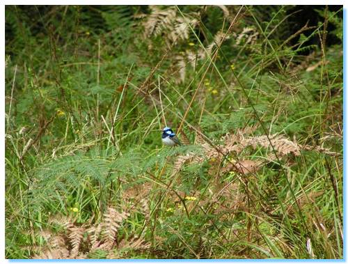 Superb Fairy Wren